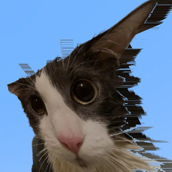 Soggy Cat