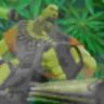 original pidors