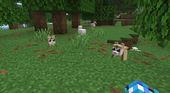 Flying Lemurs
