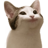 Mouth Cat