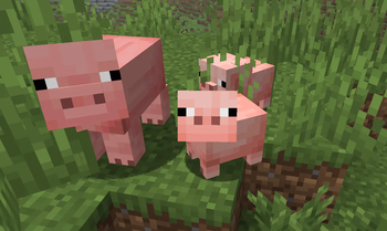 Some Cute Pigs