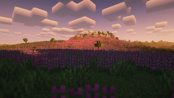 Lavender Fields