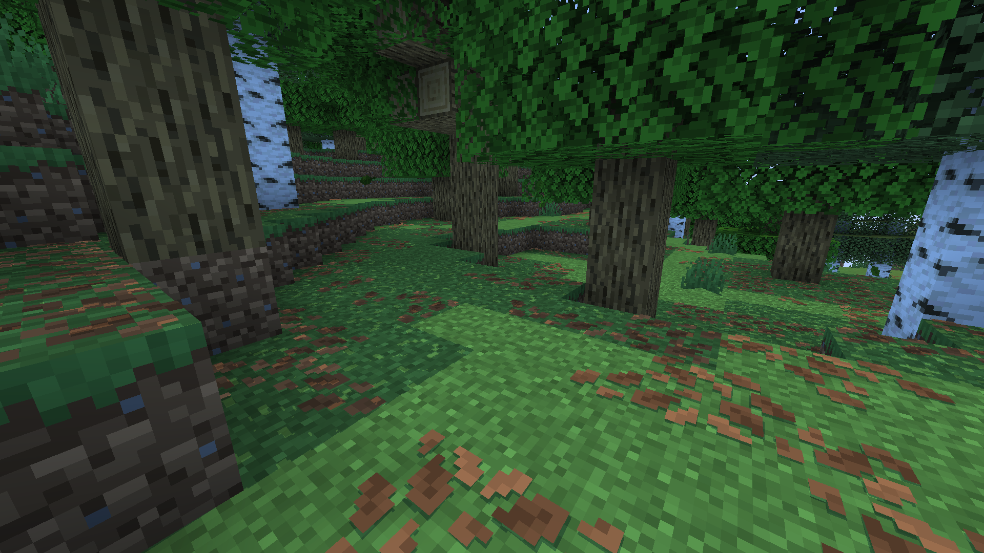 forest of autumnal leaves