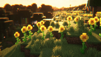 The Sunflower Fields showcase