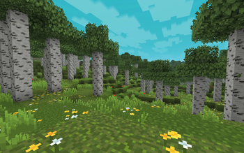 Birch Forest