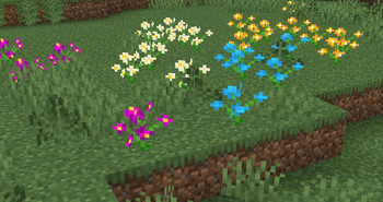 Different new Orchids