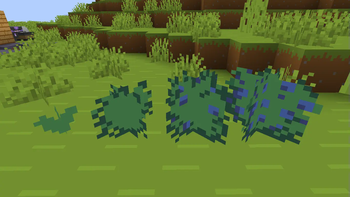 Blueberry bushes