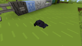 Raven