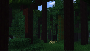 Forest Floor