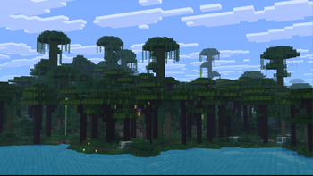 Rainforest