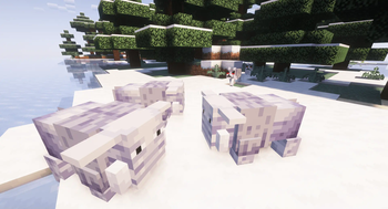 Snowy boars.