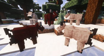 Snowy cows.
