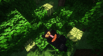 Sun bear.