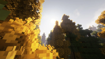 Golden Forest