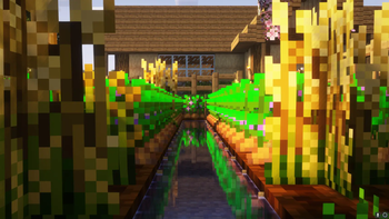Crops and water