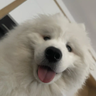 Modrinth profile picture for @quiet