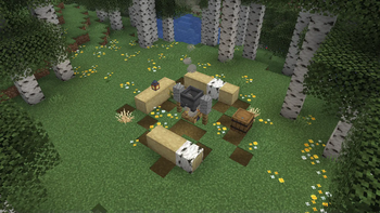 Birch Campsite