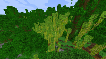 Bamboo Forest