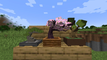 3 type bonsai