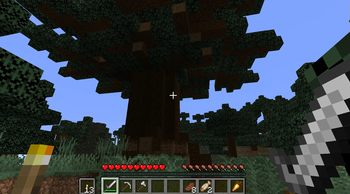 Looking at a huge spruce
