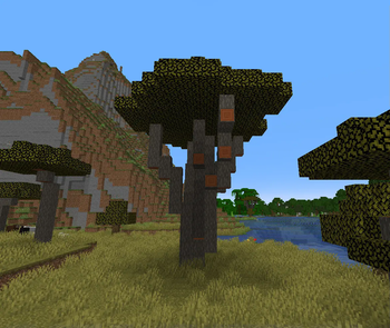 medium sized acacia tree