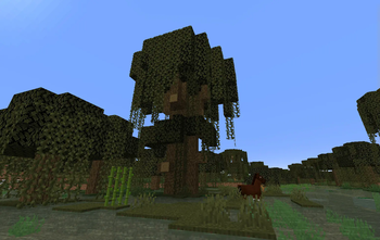 Large Swamp Oak