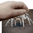 ronidas