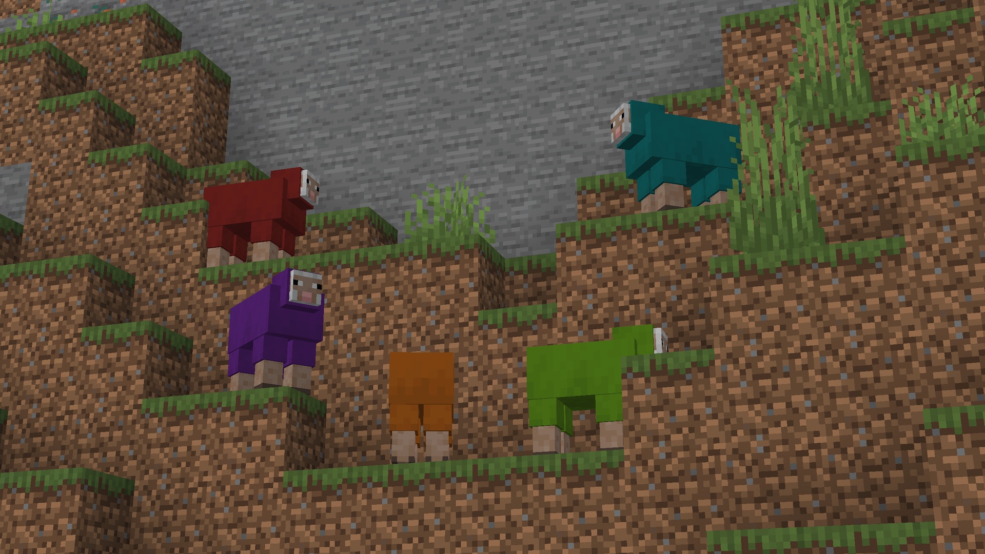 Mountain Sheep