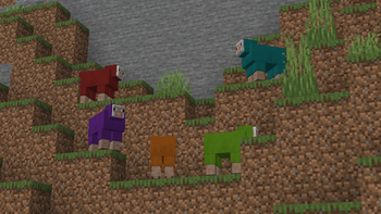 Mountain Sheep