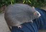 ratted mining overlay
