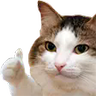 xpose custom ip