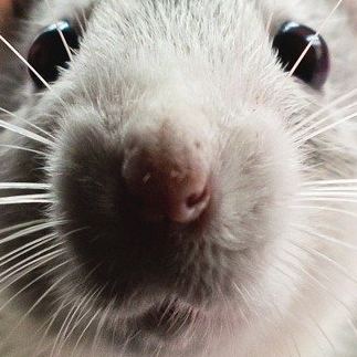 rodent