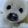 sealkingg