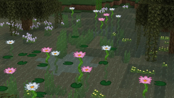 Swamp