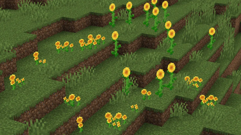 Sunflower Beds on Sunflower Plains