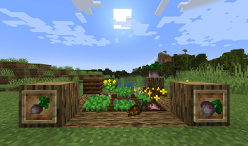 Turnips