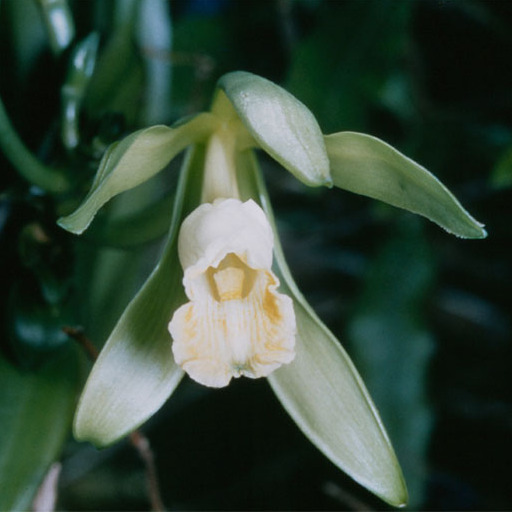 planifolia