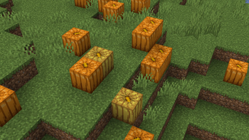 Rotten Pumpkins