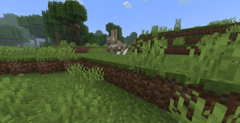 Salt Rabbit