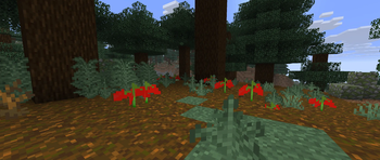 Pepper Plants