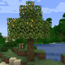 Golden Apple Tree