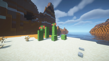 Cactus Patch