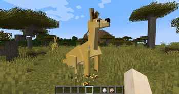 kangaroo