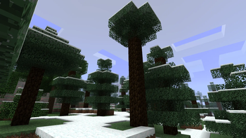 Spruce forest