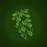Fresh Vines