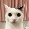robertybob