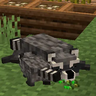 Animal Garden - Common Raccoon