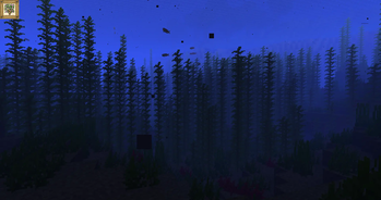 Kelp Forest