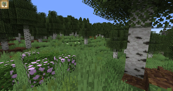 Birch Clearing