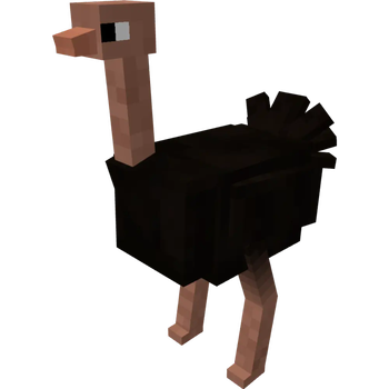 Ostrich